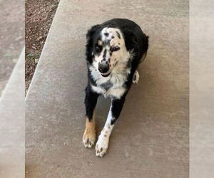 Australian Shepherd Dogs for adoption in San Angelo, TX, USA