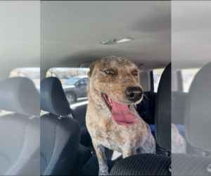 Mutt Dogs for adoption in MIDWAY, UT, USA