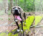 Small #45 American Pit Bull Terrier-Mountain Cur Mix
