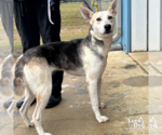 Small #1 Australian Shepherd-Huskies  Mix