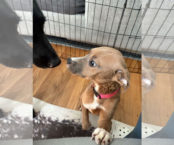 Medium Photo #17 American Pit Bull Terrier-Unknown Mix Puppy For Sale in Holly Springs, NC, USA