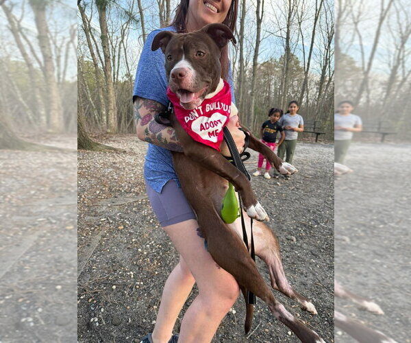 Medium Photo #4 Mutt Puppy For Sale in Wenonah, NJ, USA