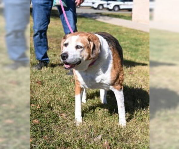 Medium Photo #3 Mutt Puppy For Sale in Glen Allen, VA, USA