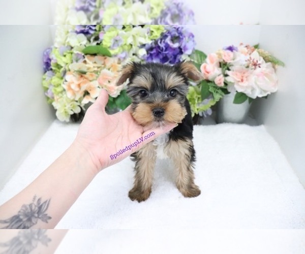 Medium Photo #4 Yorkshire Terrier Puppy For Sale in LAS VEGAS, NV, USA