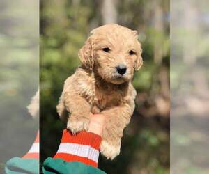 Goldendoodle (Miniature) Puppy for sale in ORLANDO, FL, USA