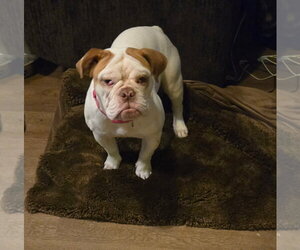 Peaches - Female Bulldog Dog for Adoption - Photo #2