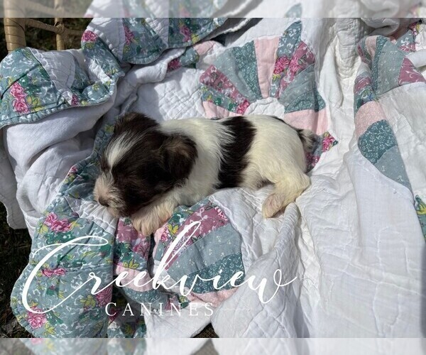 Medium Photo #23 Schnauzer (Miniature) Puppy For Sale in NIANGUA, MO, USA