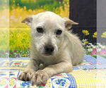 Small #2 Mutt