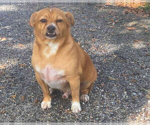 Medium Photo #1 Mutt Puppy For Sale in Gulfport, MI, USA