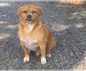 Medium Mutt