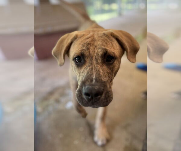 Medium Photo #3 Shepweiller Puppy For Sale in Osgood, IN, USA