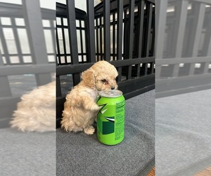 Poodle (Toy) Puppy for sale in CITRUS SPGS, FL, USA