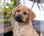 Small #4 Labrador Retriever Mix