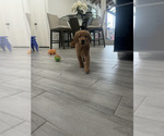 Small #1 Golden Retriever