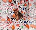Puppy Ricky Yorkshire Terrier