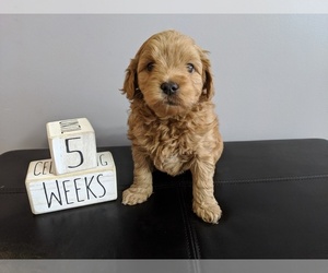 Goldendoodle (Miniature) Puppy for sale in SYR, NY, USA