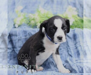 Boston Terrier-Cock-A-Poo Mix Puppy for sale in PORT ROYAL, PA, USA