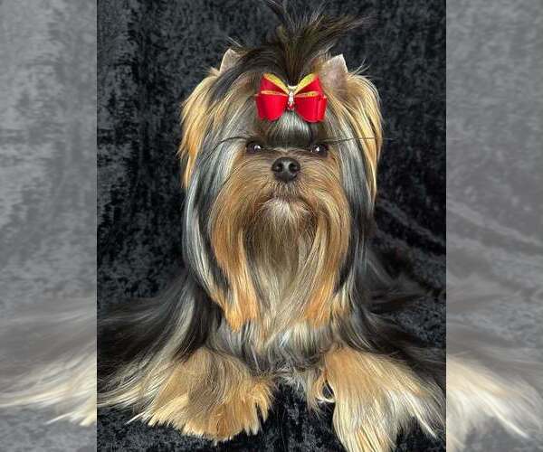 Medium Photo #1 Yorkshire Terrier Puppy For Sale in RANCHO BERNARDO, CA, USA