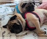 Small #1 Pug