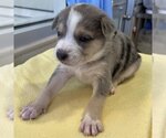 Small Photo #3 Catahoula Leopard Dog-Unknown Mix Puppy For Sale in Kanab, UT, USA