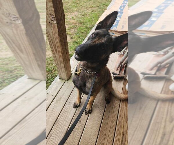 Medium Photo #4 Mutt Puppy For Sale in Imlay City, MI, USA