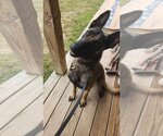 Small #3 Mutt