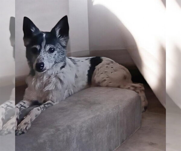 Medium Photo #1 Jack Russell Terrier-Unknown Mix Puppy For Sale in Bellingham, WA, USA