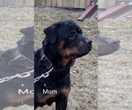Small Photo #3 Rottweiler Puppy For Sale in AURORA, CO, USA