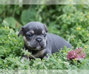 French Bulldog Puppy for Sale in ROANOKE, Illinois USA