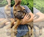 Small #16 German Shepherd Dog