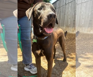 Levi - Male Chocolate Labrador retriever-Labrador Retriever Mix Dog for Adoption - Photo #18