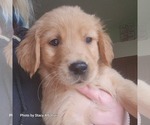 Small Photo #4 Golden Retriever Puppy For Sale in BATH, NY, USA