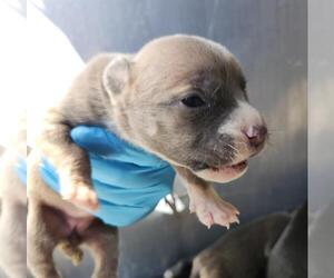 American Staffordshire Terrier-Unknown Mix Dogs for adoption in San Antonio, TX, USA