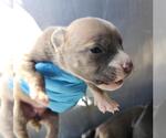 Small American Staffordshire Terrier Mix