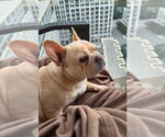 Small Photo #2 French Bulldog Puppy For Sale in Brights Grove, Ontario, Canada