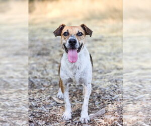Mutt Dogs for adoption in Sandy, UT, USA
