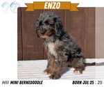 Puppy Enzo Miniature Bernedoodle