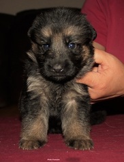 German Shepherd Dog Puppy for sale in WESLACO, TX, USA