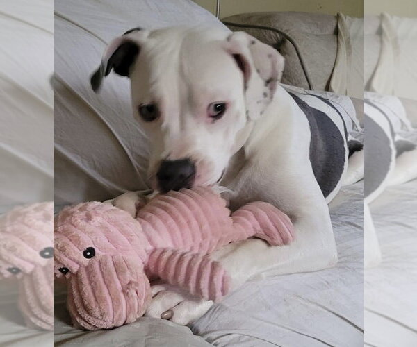Medium Photo #35 American Pit Bull Terrier-Unknown Mix Puppy For Sale in Germantown, OH, USA