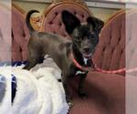 Small #1 Chiweenie