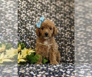 Goldendoodle (Miniature) Puppy for sale in QUARRYVILLE, PA, USA