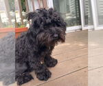 Small #7 Maltipoo