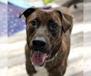 Shepradors Dogs for adoption in Yardley, PA, USA