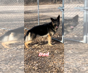 Father of the German Shepherd Dog puppies born on 03/19/2022