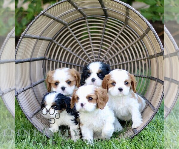 Medium Photo #2 Cavalier King Charles Spaniel Puppy For Sale in CHRISTIANA, PA, USA