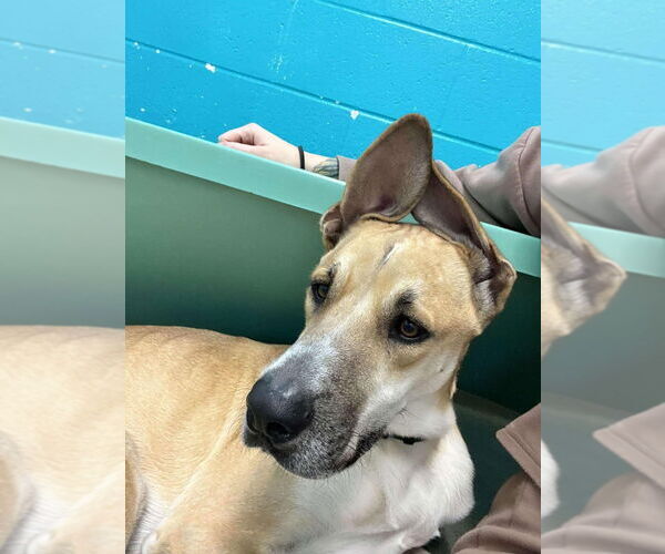Medium Photo #4 Great Dane-Unknown Mix Puppy For Sale in Bullard, TX, USA