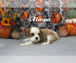 Small #9 Cavalier King Charles Spaniel