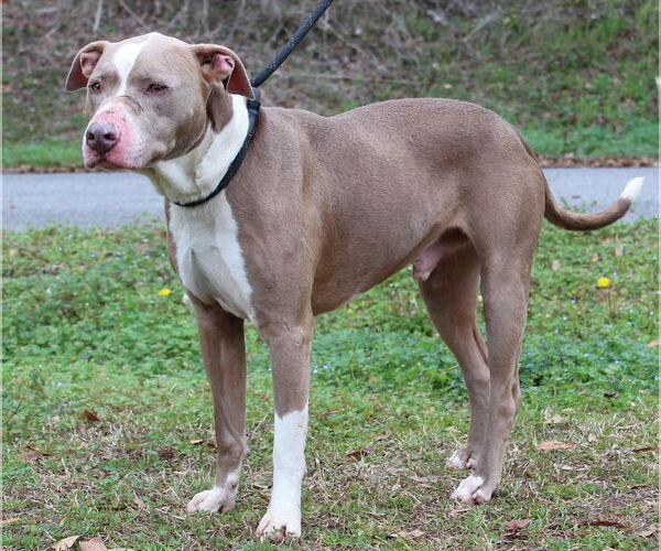 Medium Photo #3 Mutt Puppy For Sale in Prattville, AL, USA