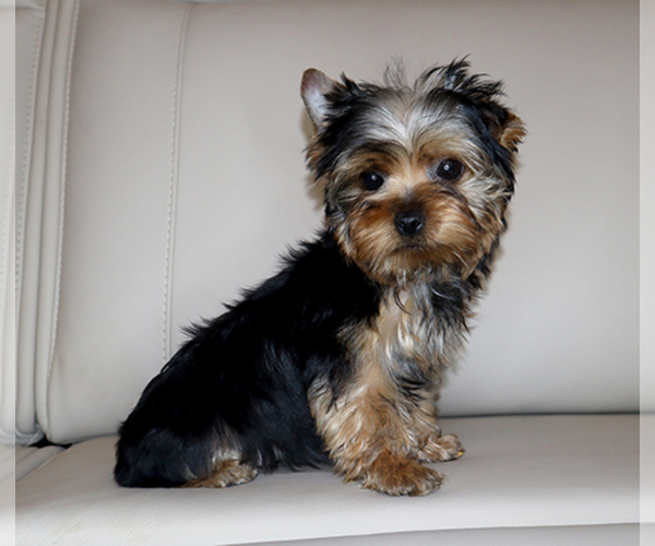 Medium Photo #5 Yorkshire Terrier Puppy For Sale in LOS ANGELES, CA, USA