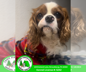Cavalier King Charles Spaniel-Unknown Mix Dogs for adoption in Stroudsburg, PA, USA